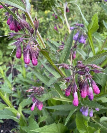 Symphytum officinale met paarsroze hangende bloemen en groot groen blad