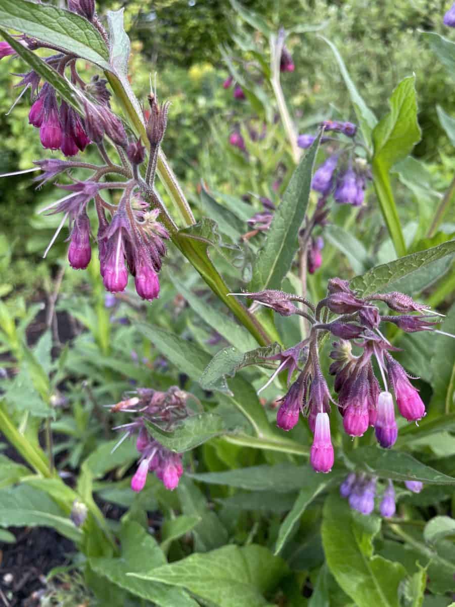 Symphytum officinale met paarsroze hangende bloemen en groot groen blad