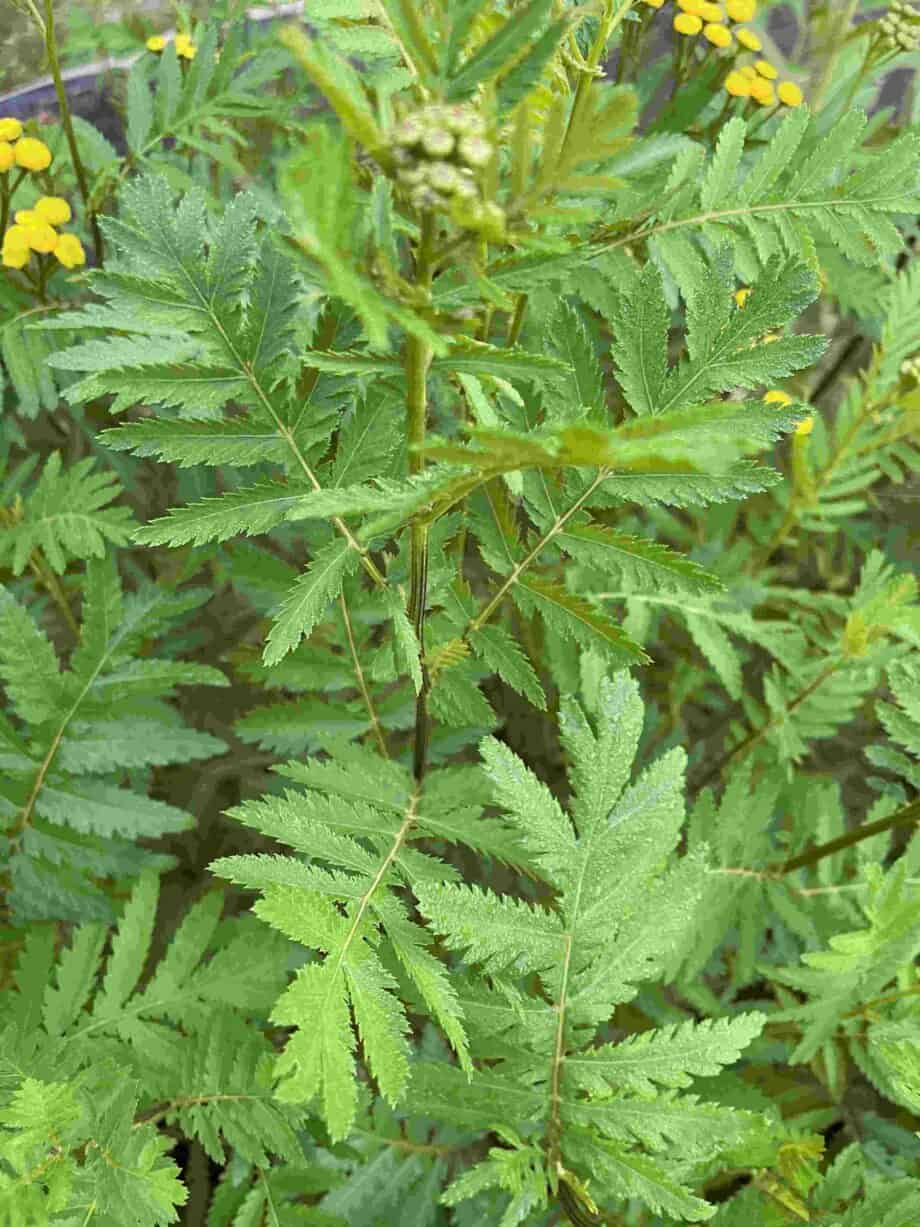 Tanacetum vulgare