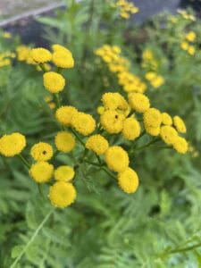 Tanacetum vulgare