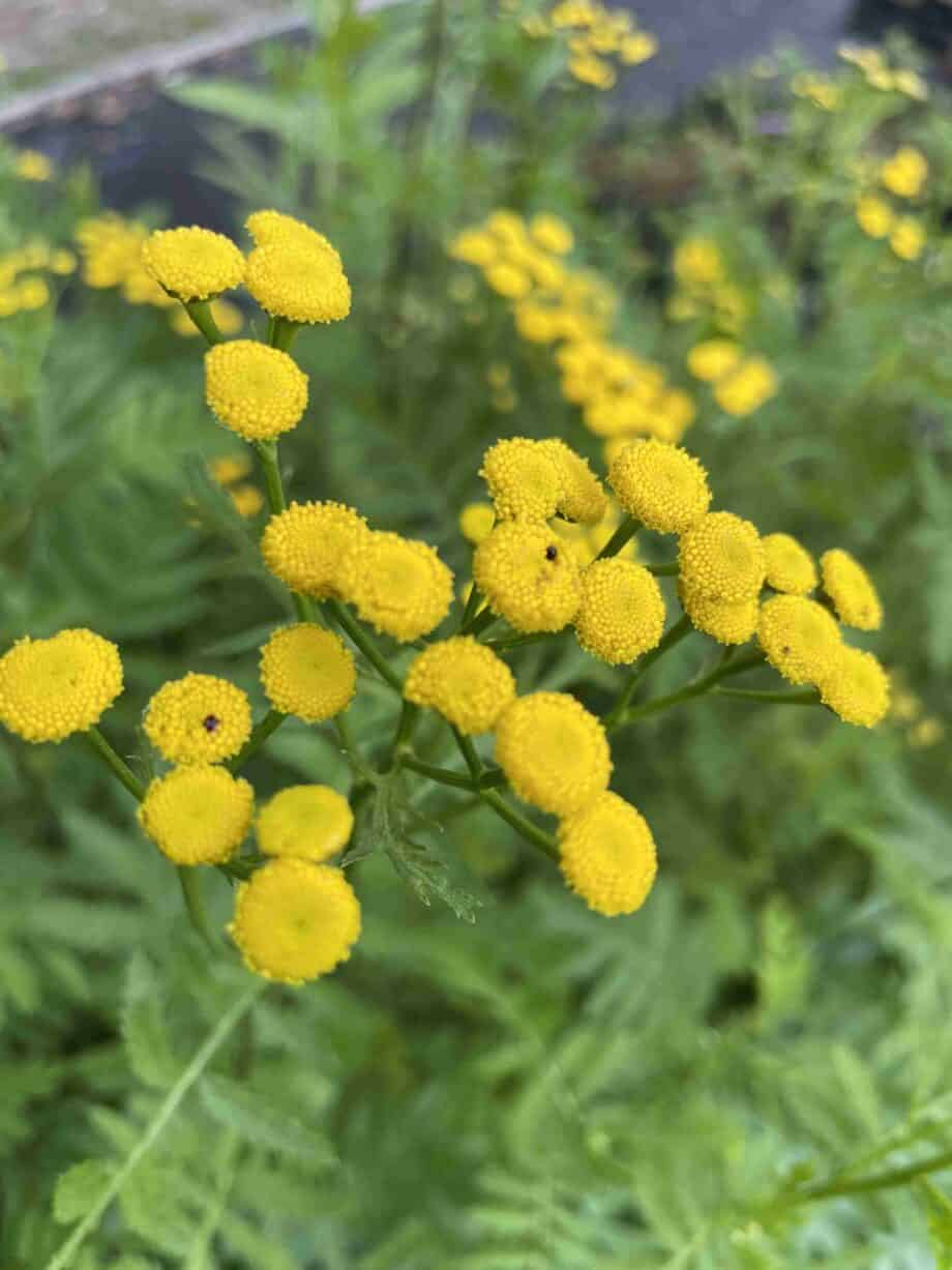 Gele bloemschermen van Tanacetum vulgare