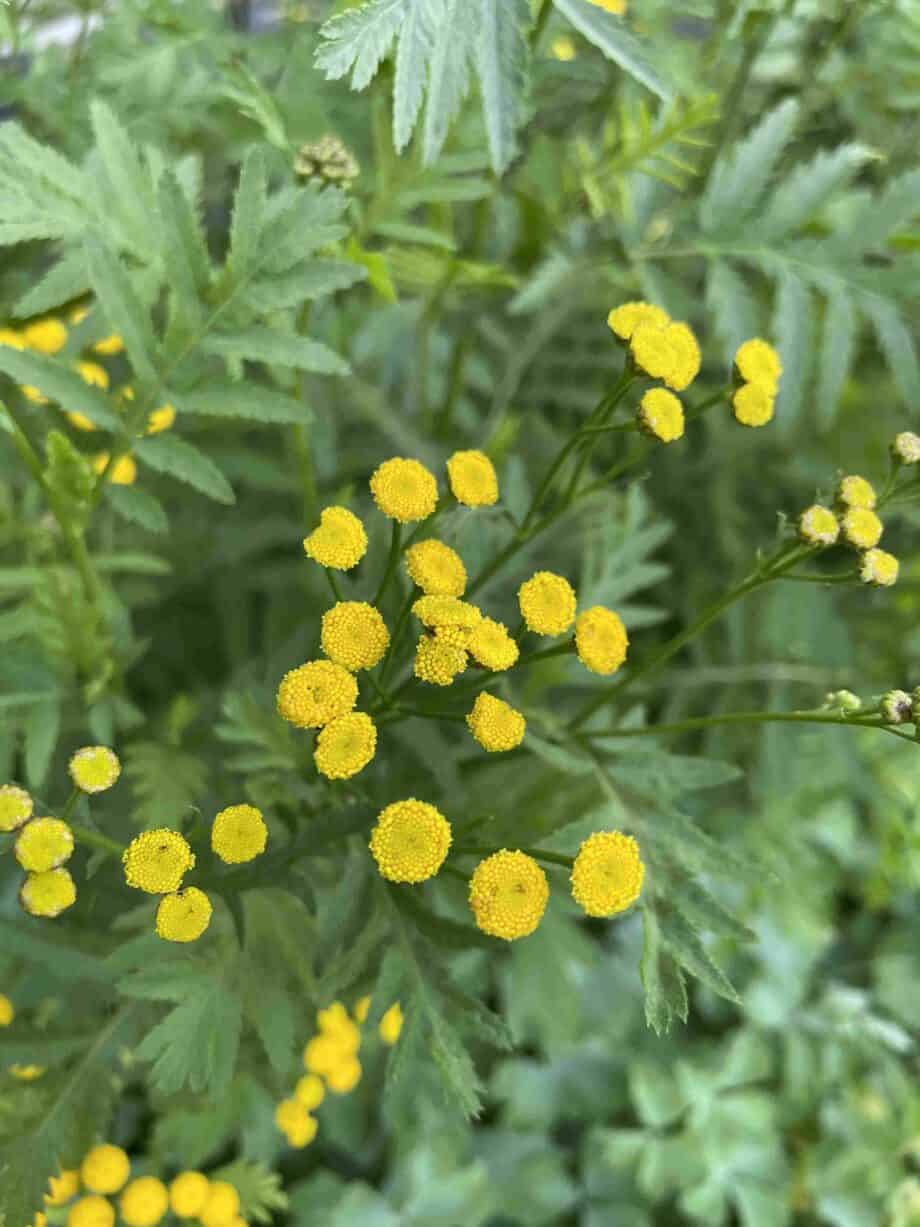 Tanacetum vulgare