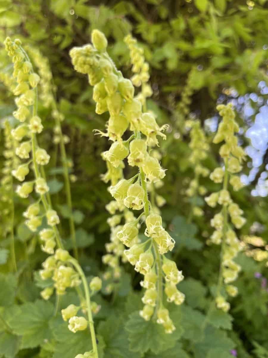 Tellima grandiflora met luchtige lichtgroene bloemen op hoge stelen