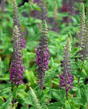 Paarse bloeiaren van Teucrium hyrcanicum ‘Paradise Delight’