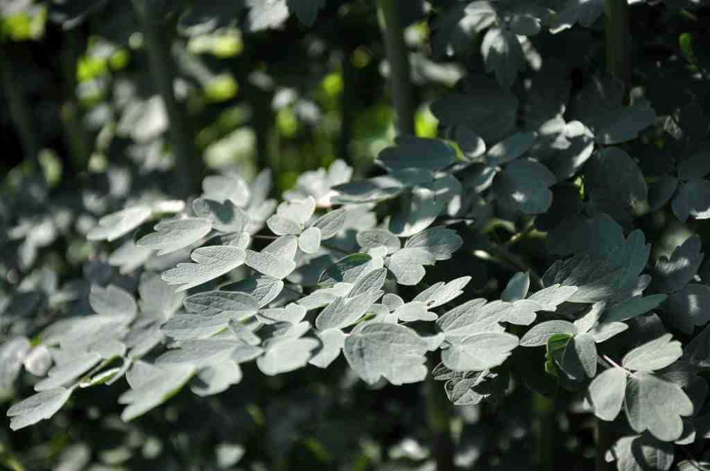 Thalictrum 'Elin'