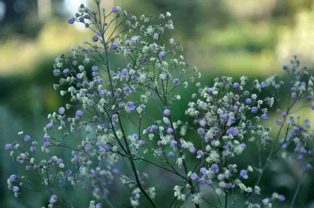 Zachtgele bloei van Thalictrum ‘Elin’