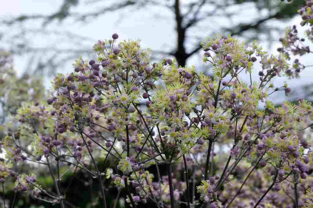 Thalictrum 'Elin'