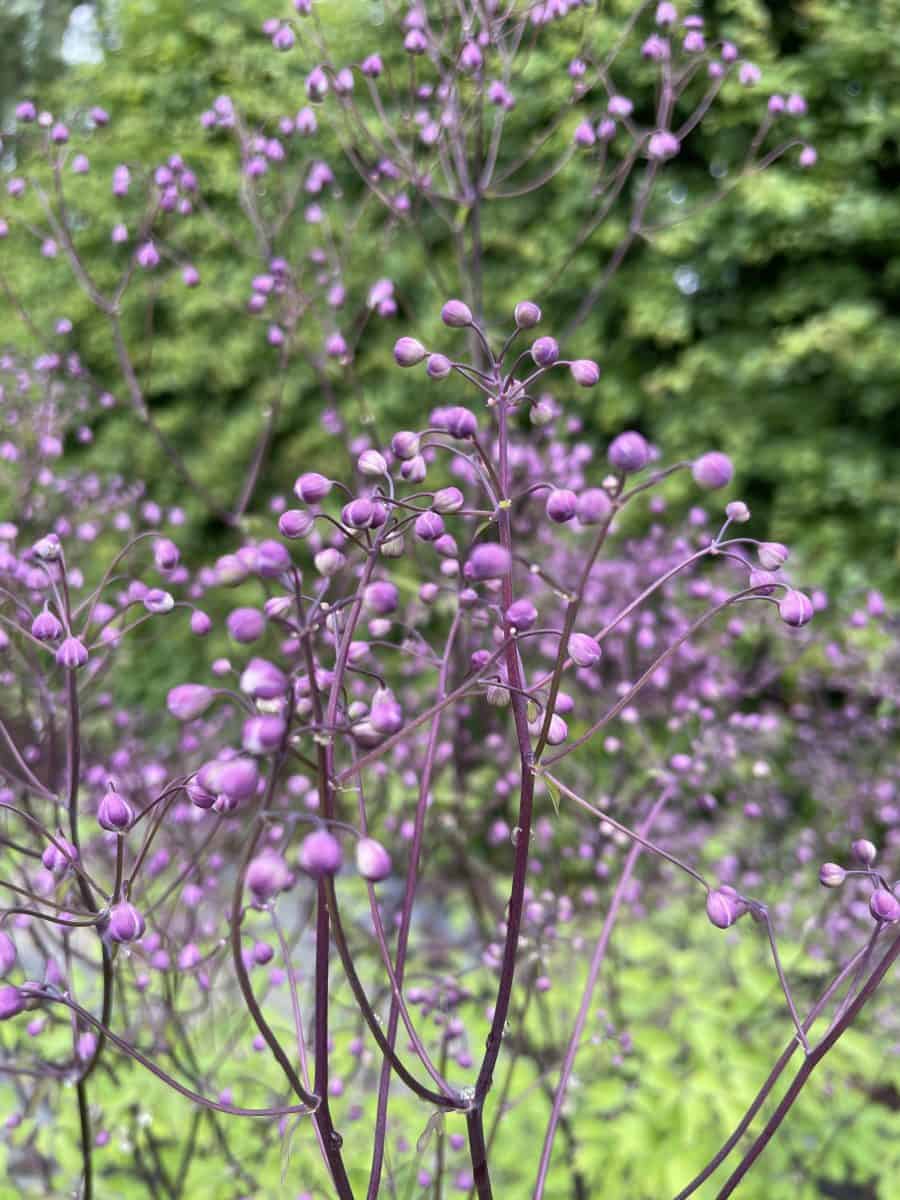 Thalictrum aquilegifolium 'The Cloud'