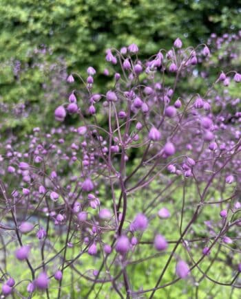 Thalictrum aquilegifolium The Cloud met luchtige lichtroze bloemen op hoge stelen