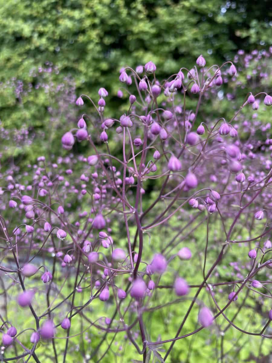 Thalictrum aquilegifolium The Cloud met luchtige lichtroze bloemen op hoge stelen