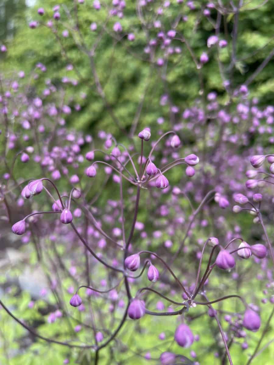 Detail van bloemen van Thalictrum aquilegifolium The Cloud met fijne meeldraden