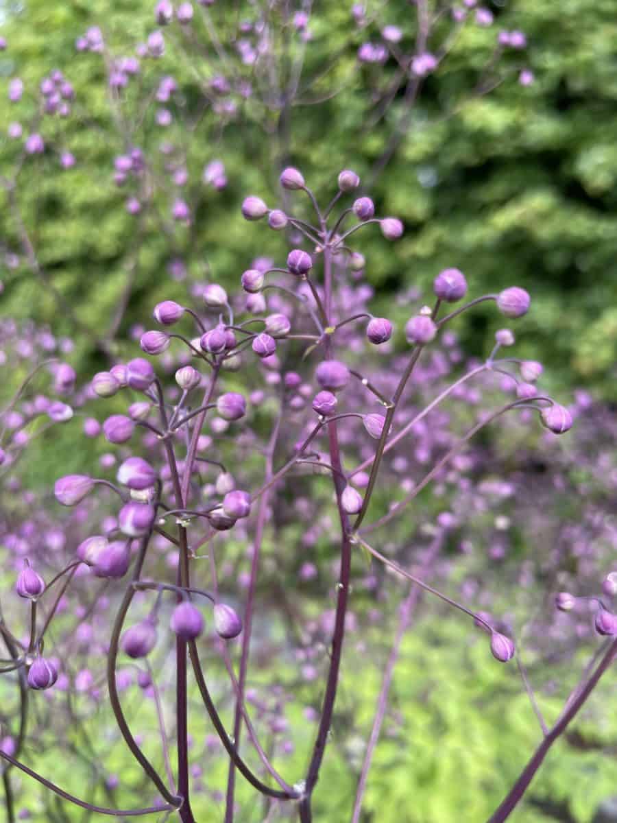 Close-up van bloemen van Thalictrum aquilegifolium The Cloud met zachte roze kleur