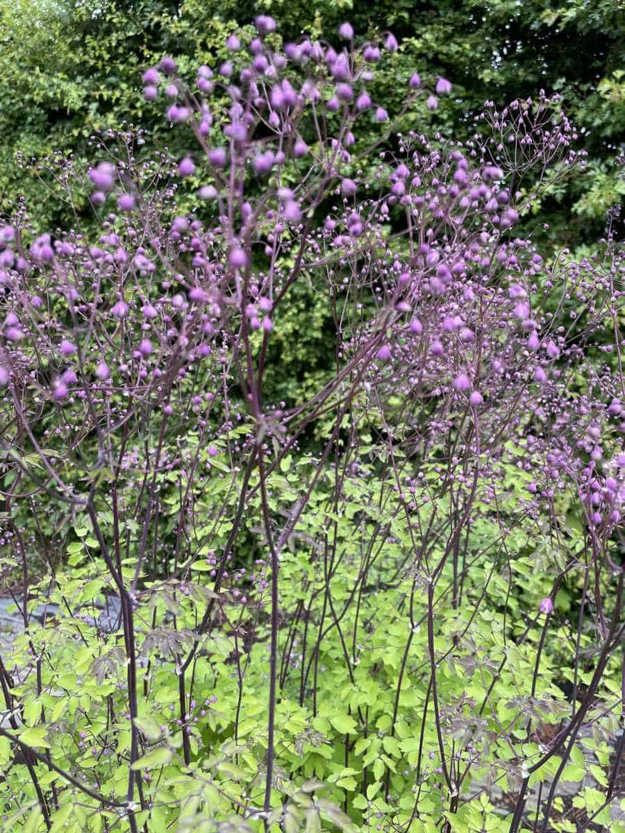 Thalictrum aquilegifolium The Cloud met rijk bloeiende roze bloemen in border