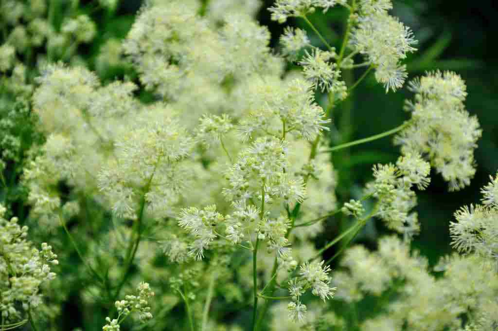Thalictrum lucidum
