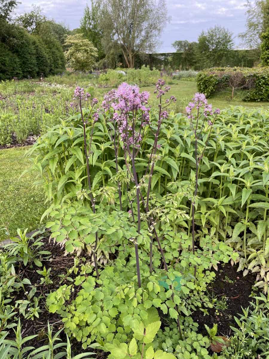 Thalictrum Nimbus Pink met rijk bloeiende roze bloemen in border