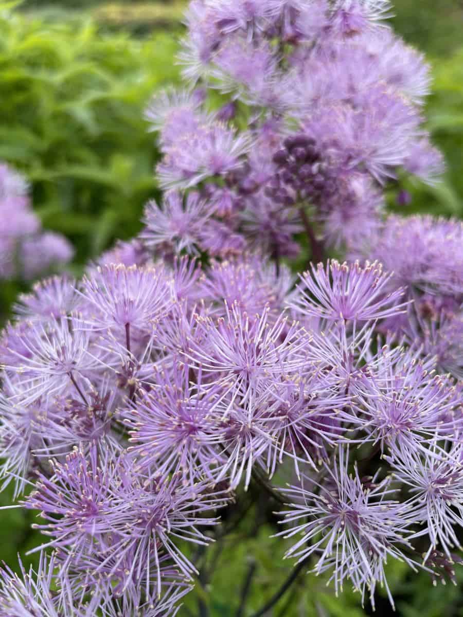 Detail van lichtroze bloemen van Thalictrum aquilegifolium 'Nimbus Pink' met fijne meeldraden