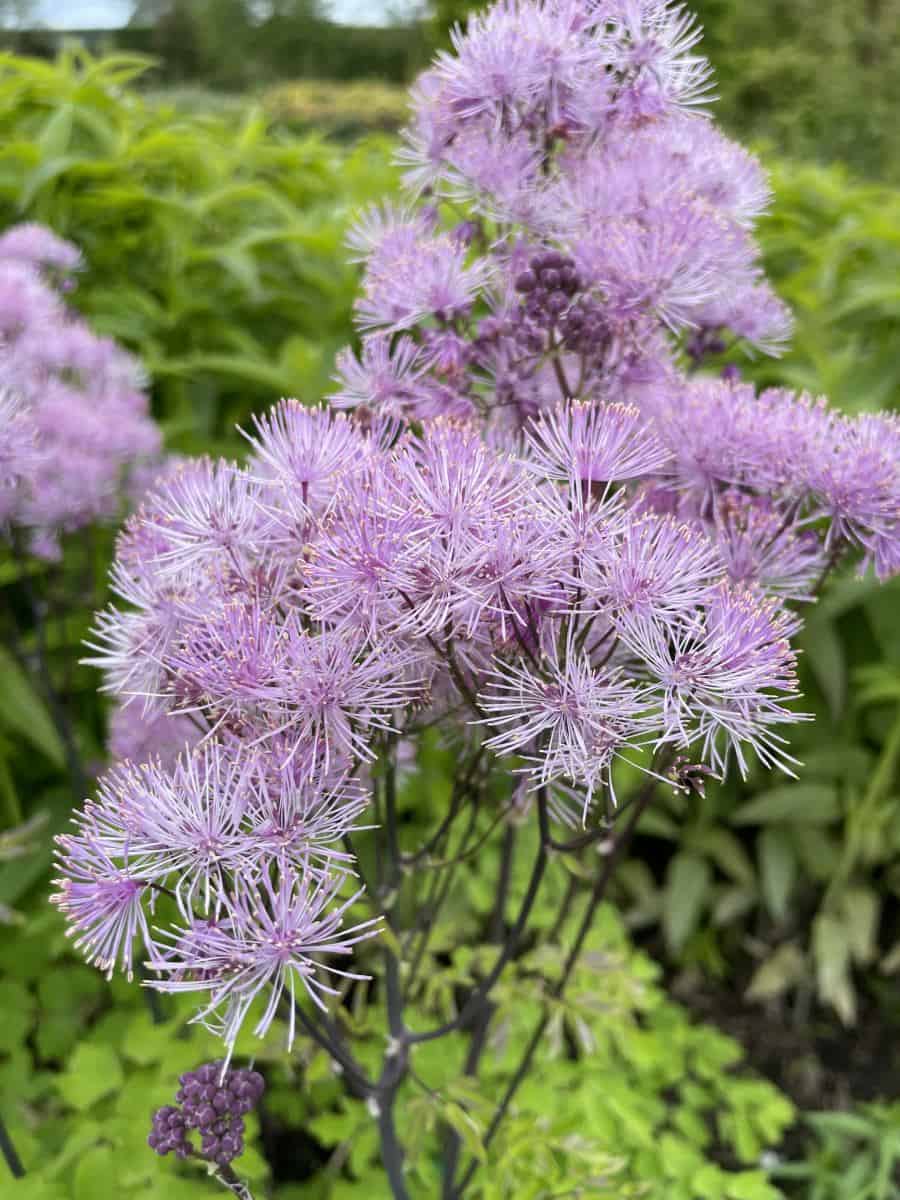 Thalictrum aquilegifolium 'Nimbus Pink' met luchtige lichtroze bloemen op hoge stelen