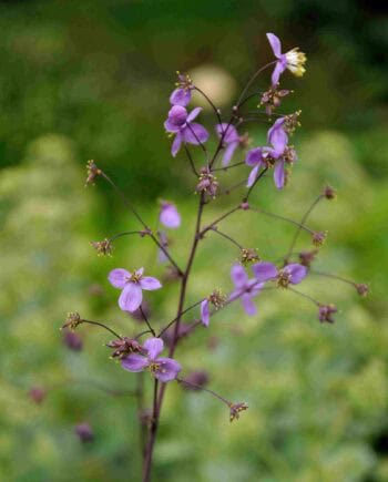 Lavendelroze bloei van Thalictrum rochebrunianum
