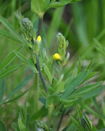 Gele bloei van Thermopsis lanceolata