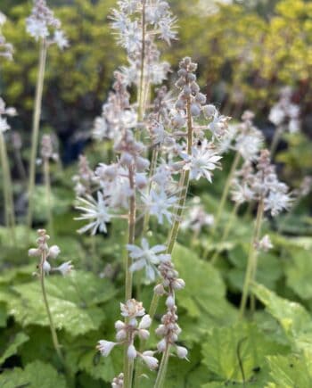 Tiarella cordifolia met witroze bloempluimen en frisgroen blad