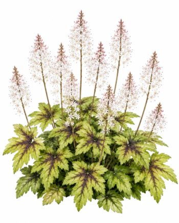 Tiarella 'Iron Butterflies'