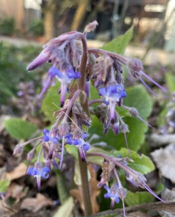 Blauwe bloei van Trachystemon orientalis