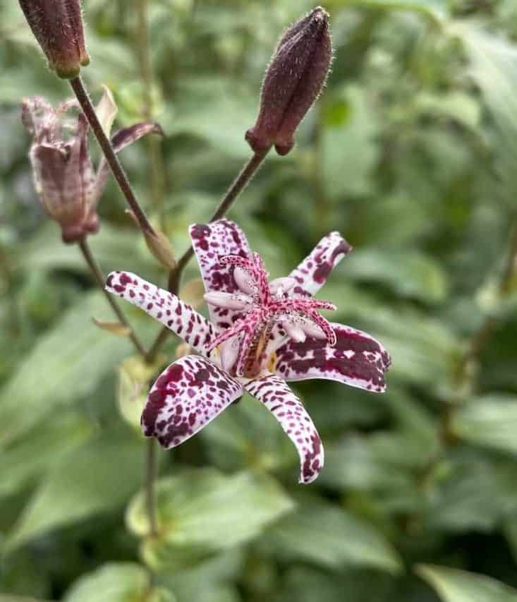 Gevlekte bloem van Tricyrtis hirta