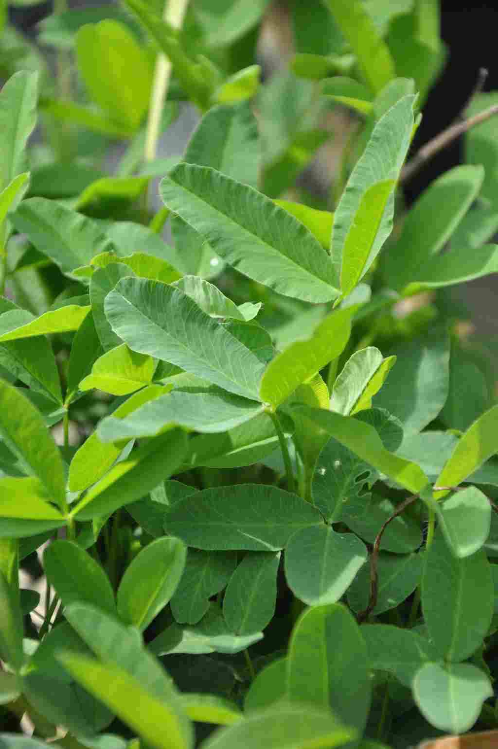 Trifolium rubens
