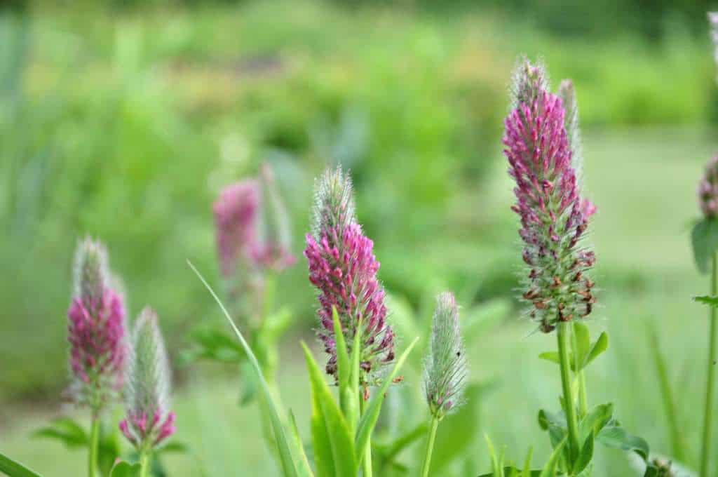 Trifolium rubens