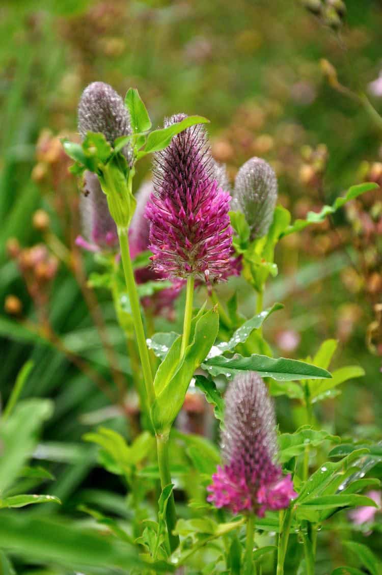 Trifolium rubens