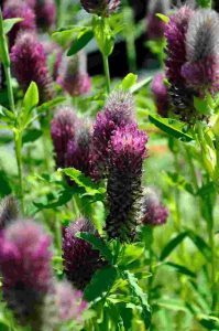 Trifolium rubens