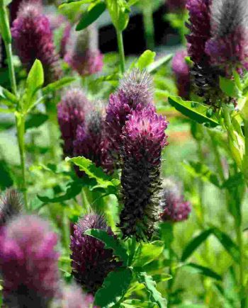 Roodroze bloeiaren van Trifolium rubens