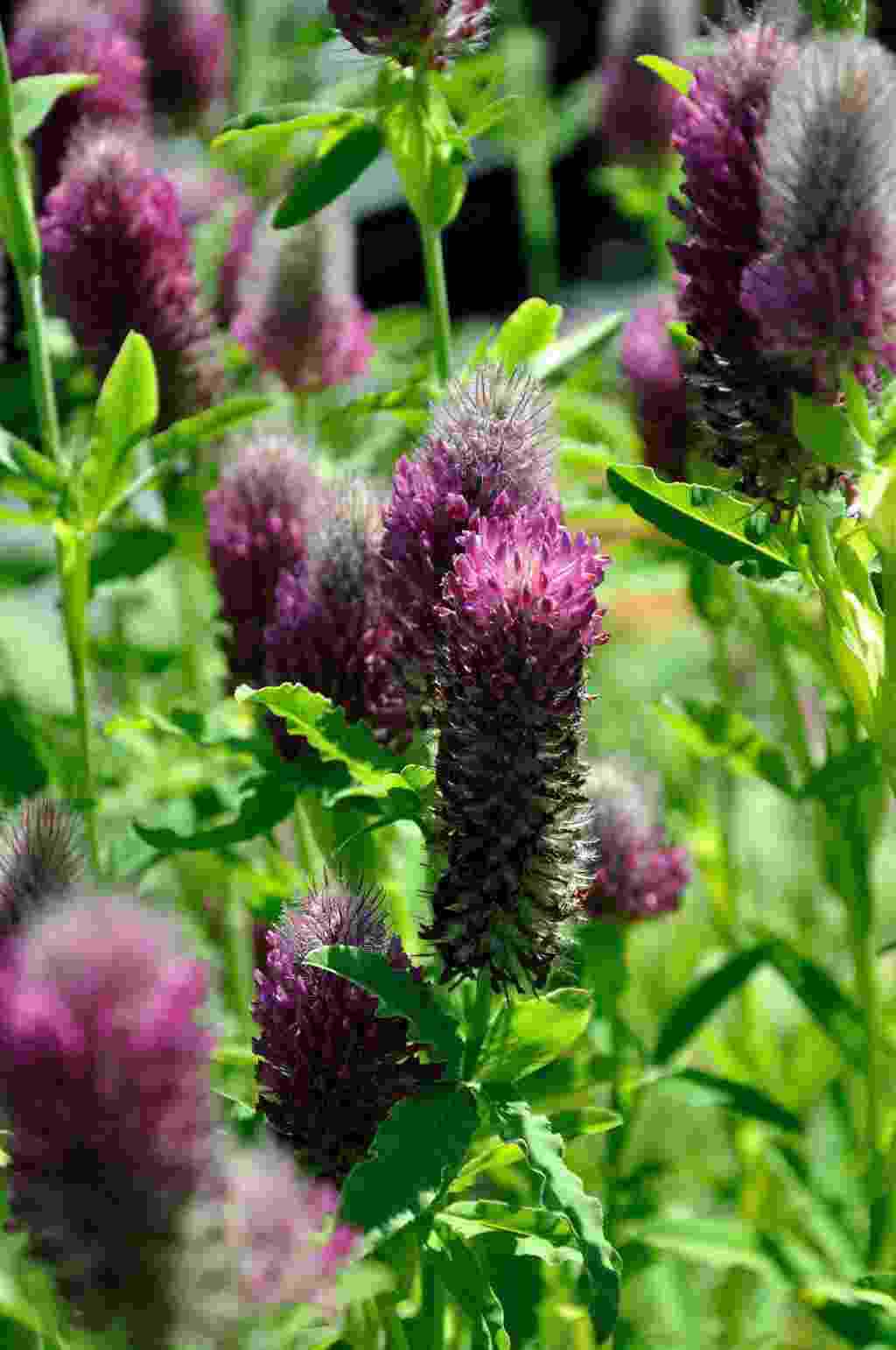 Roodroze bloeiaren van Trifolium rubens