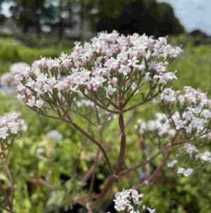 Valeriana officinalis
