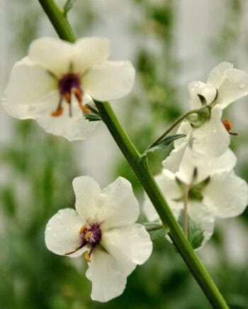 Witte bloemen van Verbascum blattaria f. albiflorum