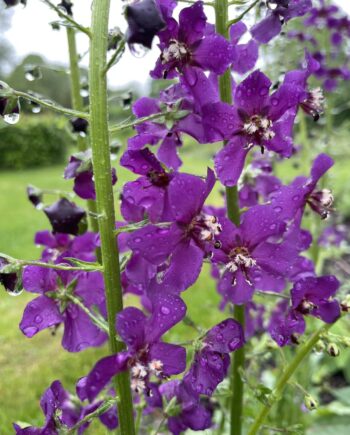 Verbascum phoeniceum Violetta met violetpaarse bloemen op slanke stelen