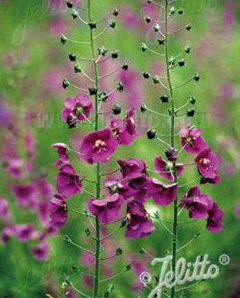 Paarse bloei van Verbascum phoeniceum