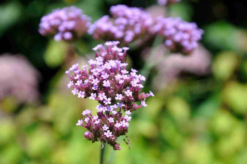 Verbena bonariensis