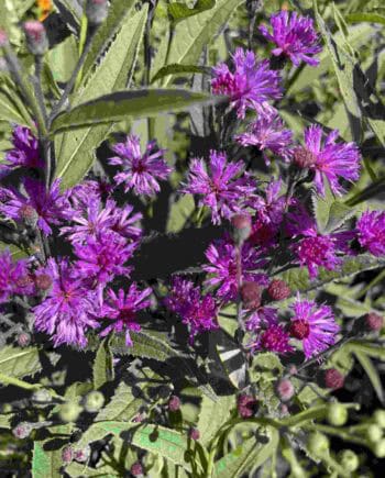 Paarse bloei van Vernonia crinita ‘Mammuth’