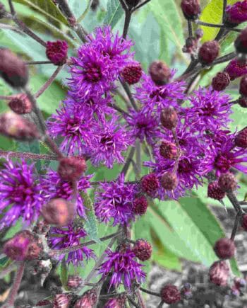Rijke paarse bloei van Vernonia noveboracensis