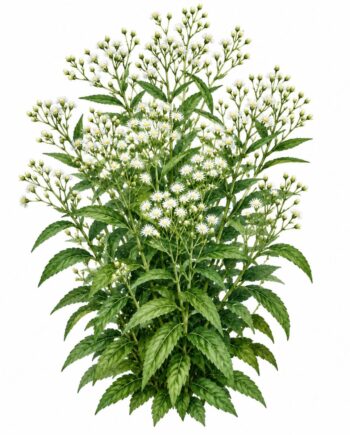 Vernonia noveboracensis 'White Lightning'
