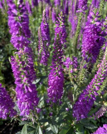 Veronica longifolia 'Eveline' met slanke roze bloemaren in bloei.