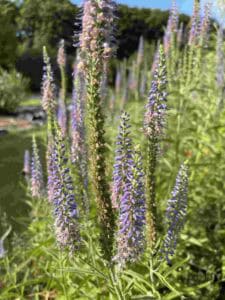 Veronica longifolia