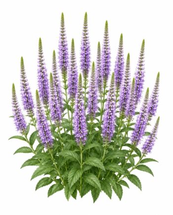 Veronica longifolia 'Zoë'