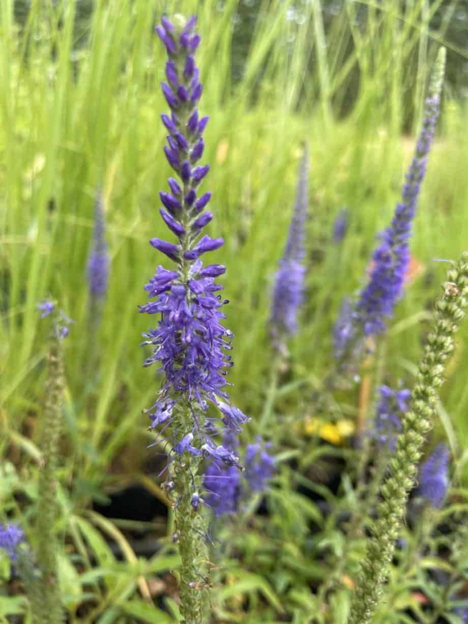 Blauwe bloeiaren van Veronica spicata