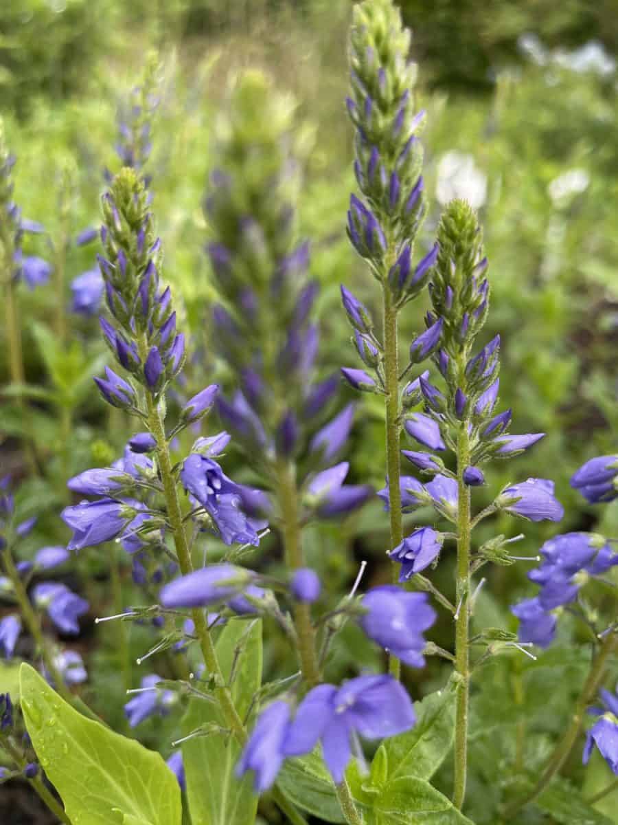 Veronica teucrium Royal Blue met compacte helderblauwe bloemaren in zonnige border