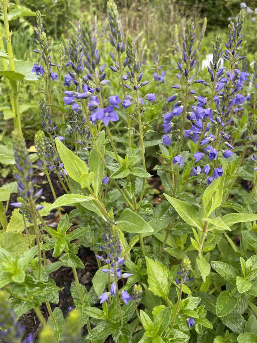 Veronica teucrium Royal Blue met rijk bloeiende blauwe bloemaren in zonnige border