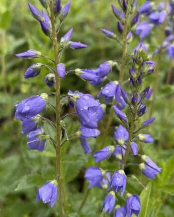 Detail van helderblauwe bloemen van Veronica teucrium Royal Blue