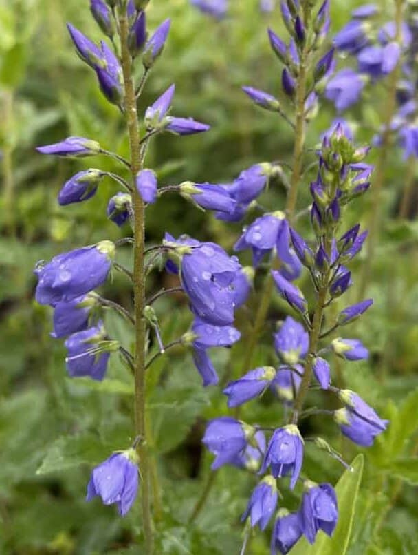Detail van helderblauwe bloemen van Veronica teucrium Royal Blue
