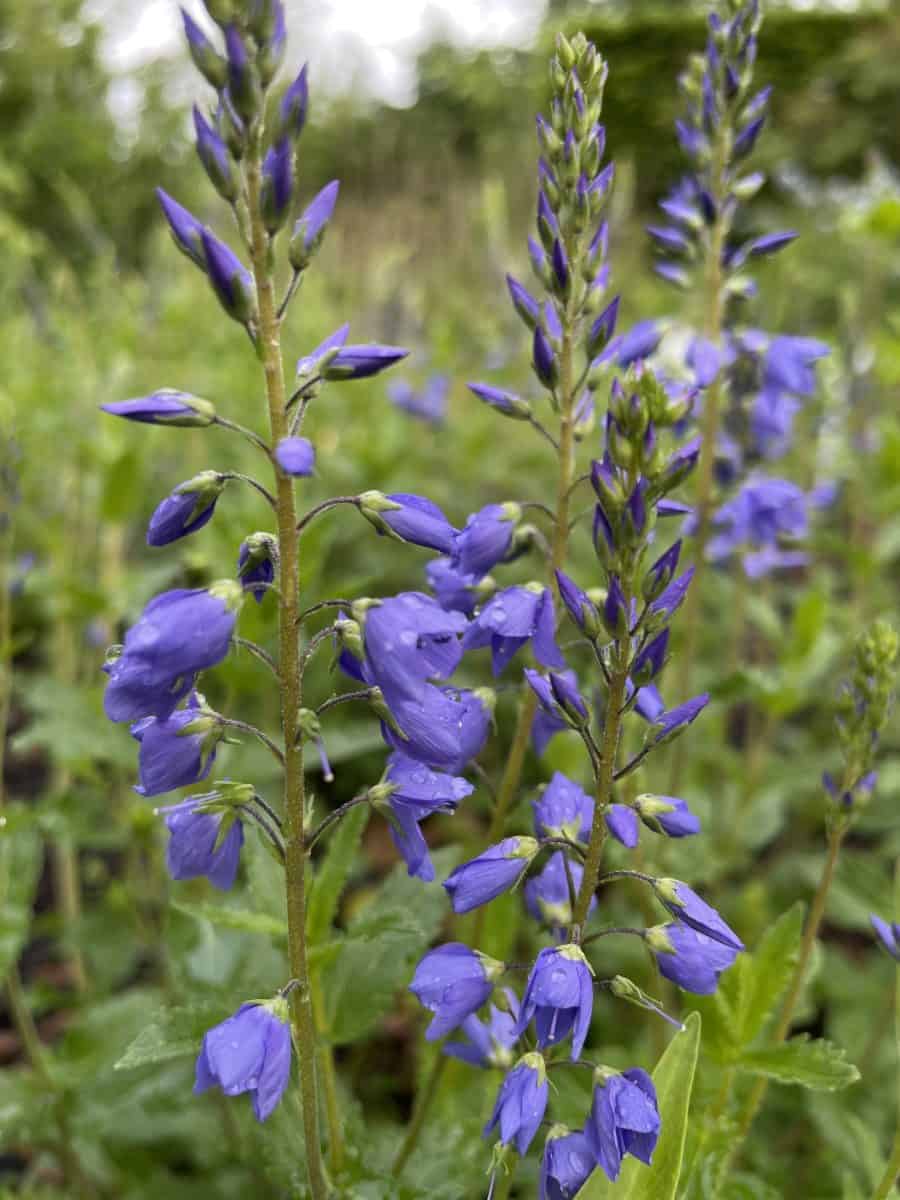 Veronica teucrium Royal Blue met helderblauwe bloemaren in bloei